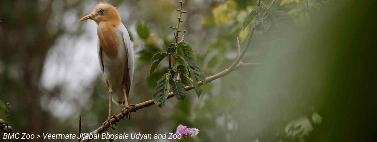 BMC Website > For Tourists > BMC Zoo